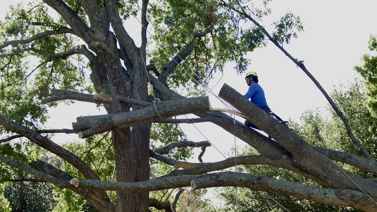 Professional Crown Thinning performed by certified arborists in Boonville