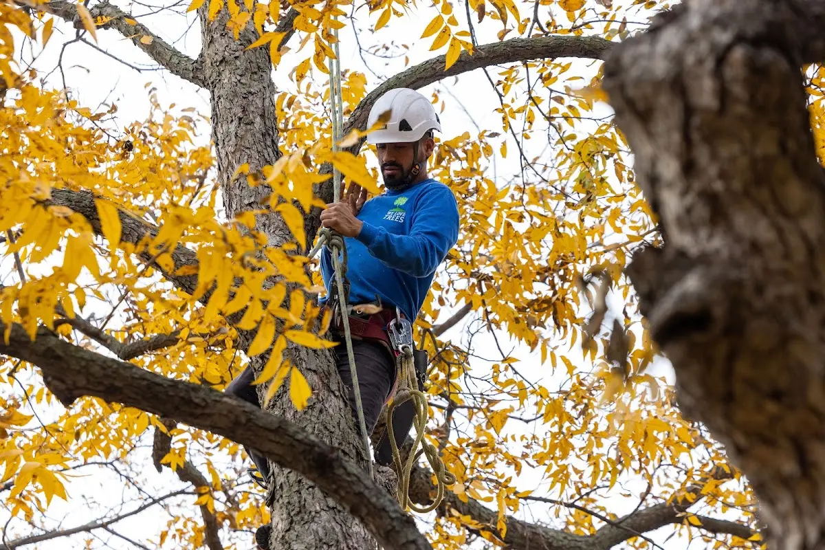 Skilled Tree Planing crew working in Boonville